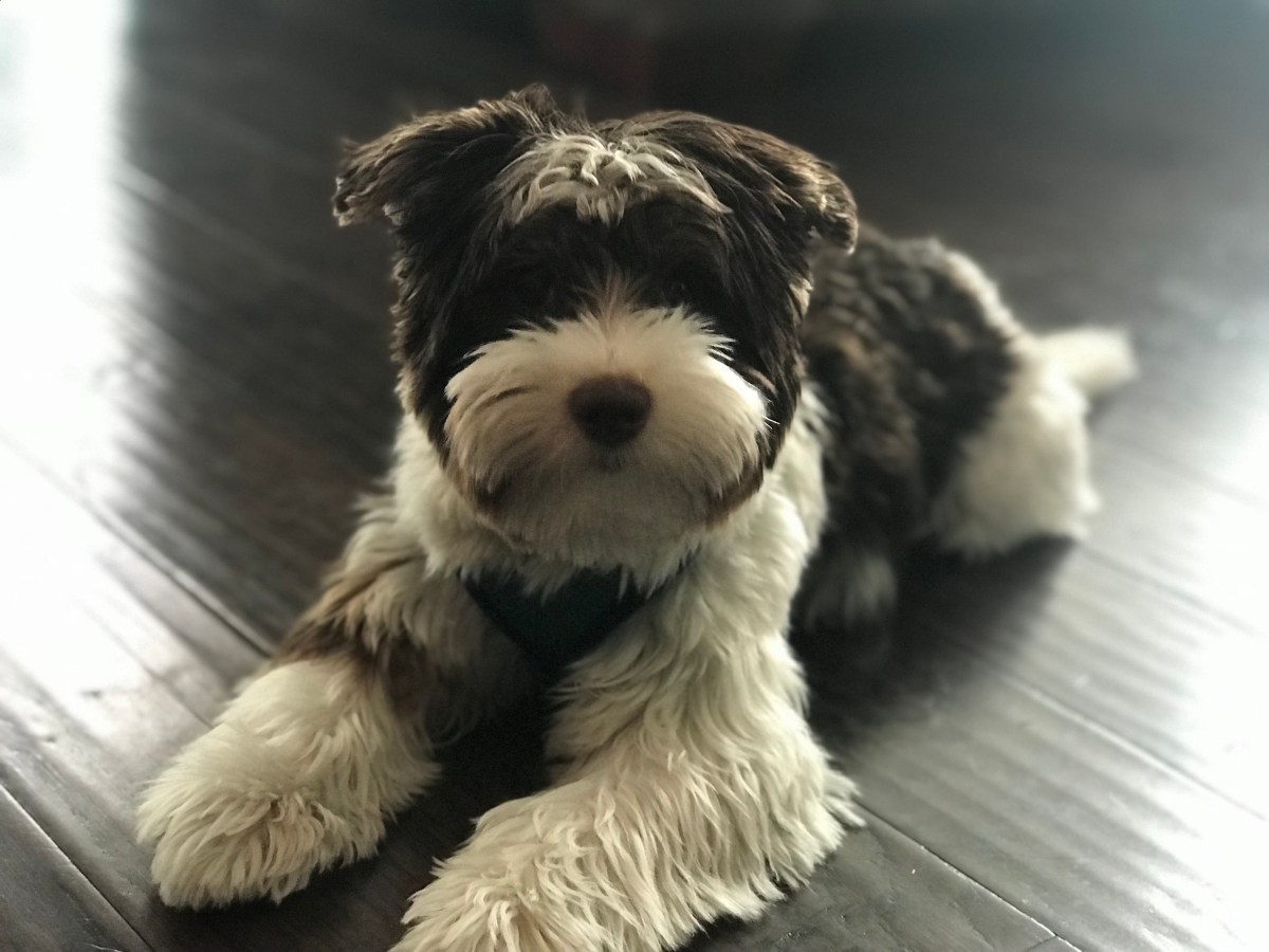 Prestigious Pets Dallas. The lately blog for 1/31/18.  The best Pets.  The best Pet sitting.  The best Dogs. The best Dog&nbsp;walking.