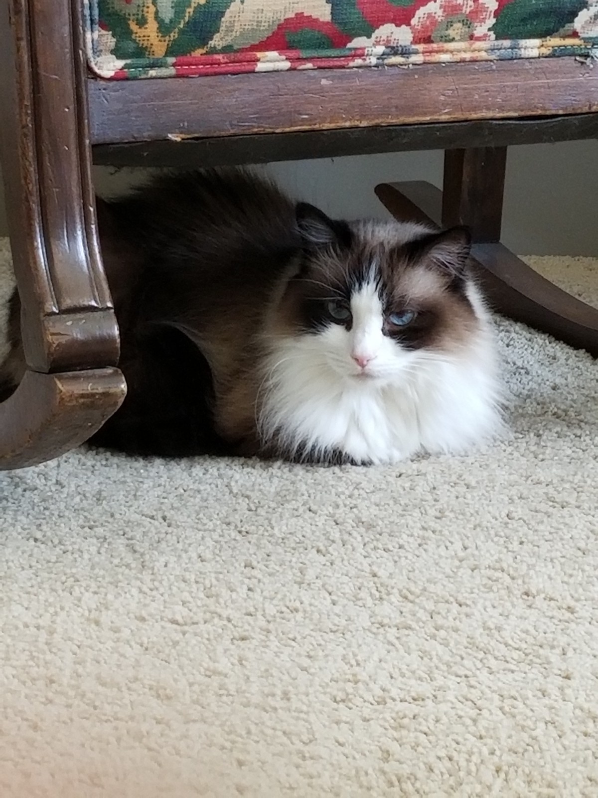 Prestigious pets Dallas lately blog for&nbsp;2/6/18.