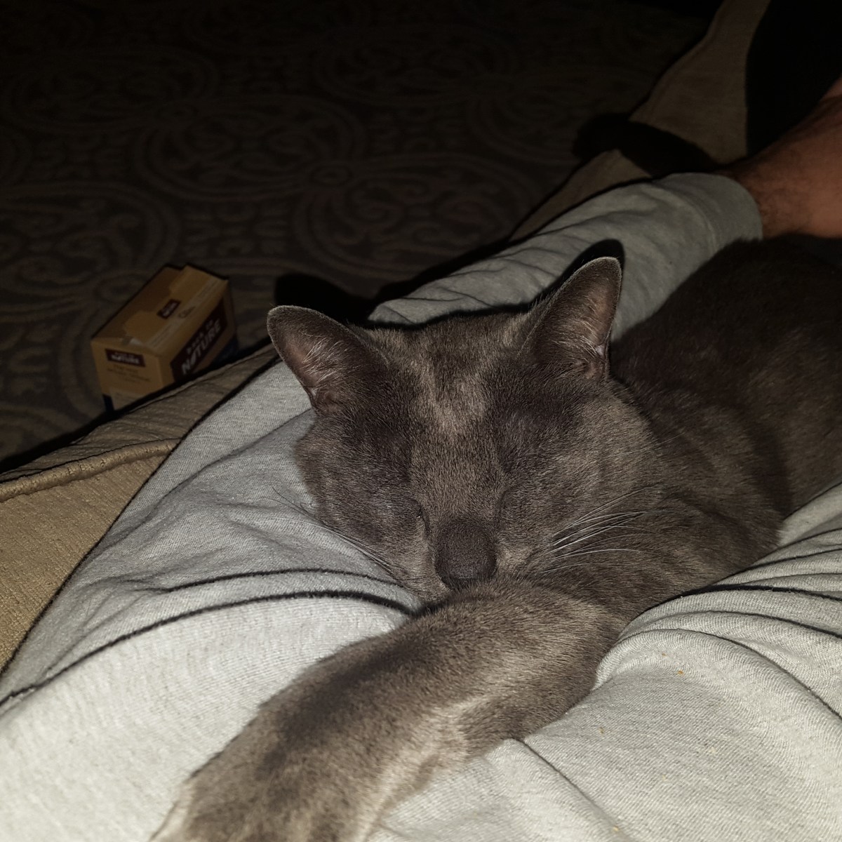 Prestigious Pets Lately. A blog about the best Dog Walking and Pet Sitting in Dallas, TX on&nbsp;4/19/18.