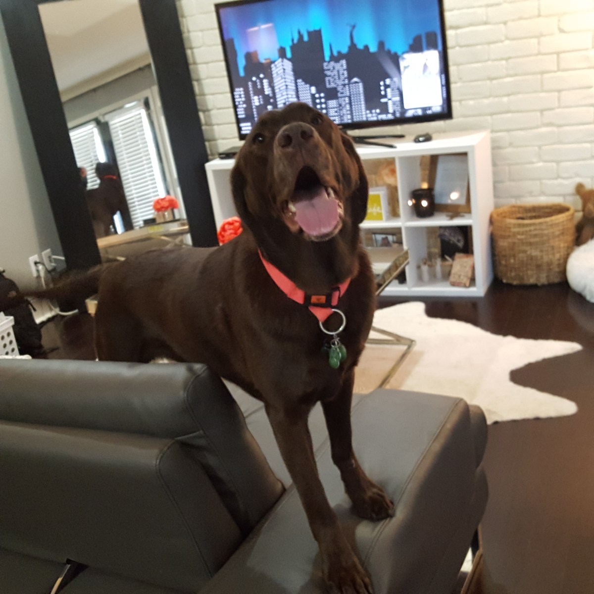 2/16-17  Prestigious Pets Lately. A blog about the best Dog Walking and Pet Sitting in Dallas, TX. www.prestigiouspetsdallas.com prestigiouspetsdallas@yahoo.com and 214 912&nbsp;7799