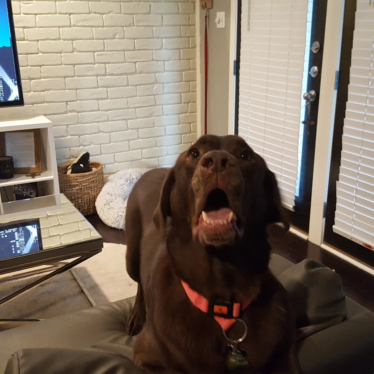 Prestigious Pets Lately Dallas for&nbsp;2/21/18.