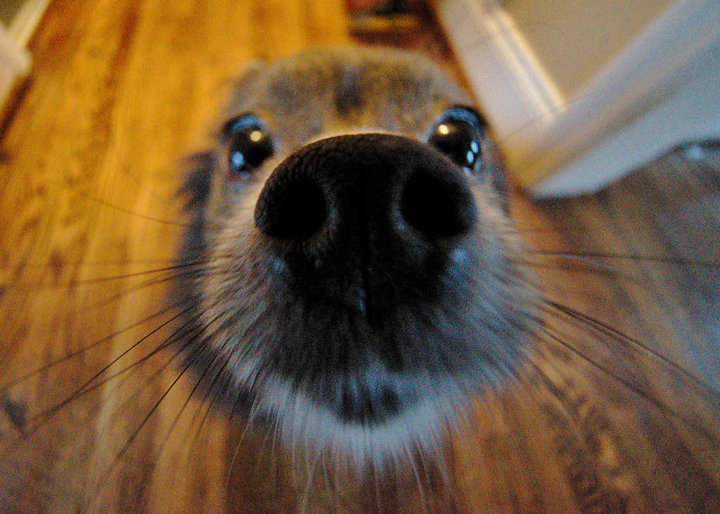 Prestigious Pets Dallas Lately. A blog for 2/19/18 about the best Dog Walking and Pet Sitting in Dallas, TX. www.prestigiouspetsdallas.com prestigiouspetsdallas@yahoo.com 214 912&nbsp;7799