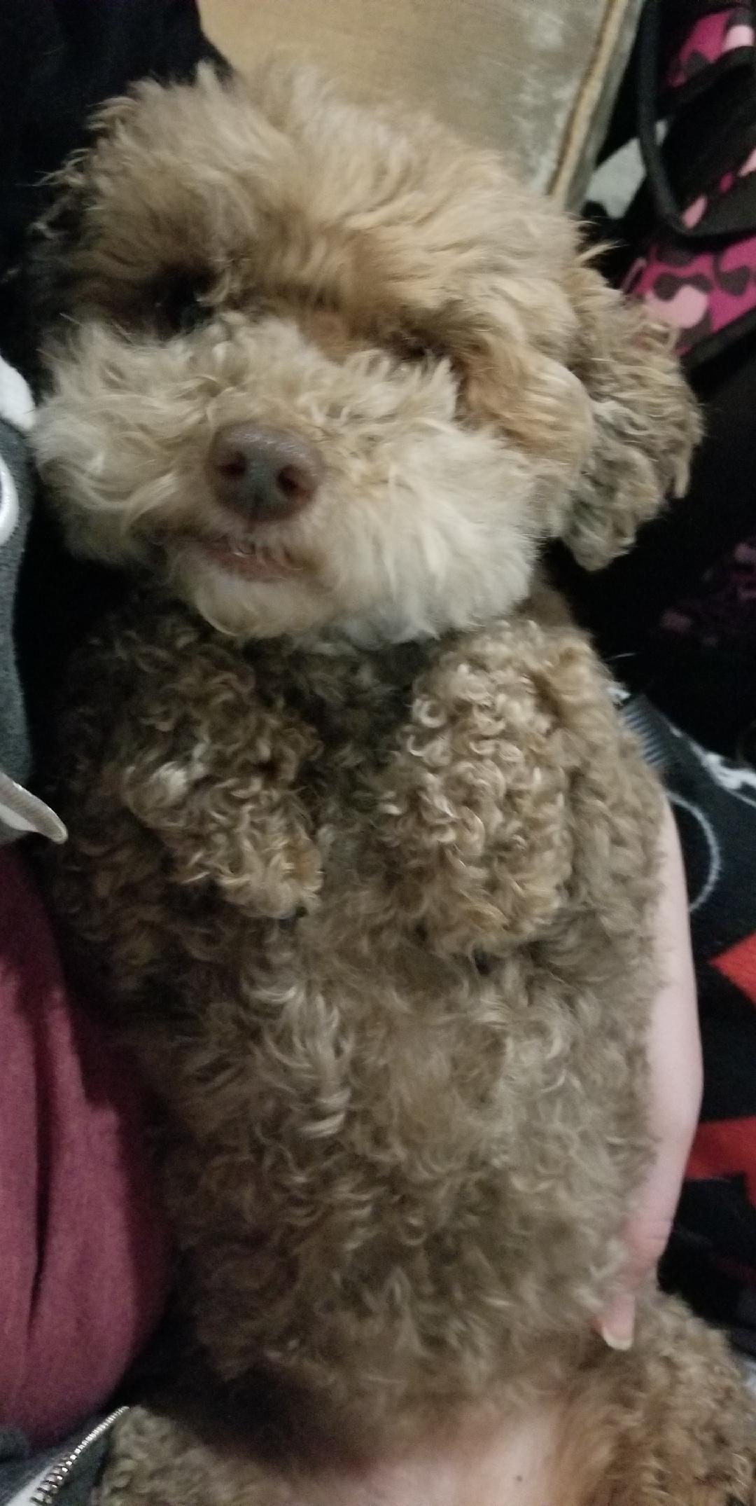 Prestigious Pets lately in Dallas TX.  4/11/18.  Blog for the best Dog walking and the Best Pet Sitting in Dallas,&nbsp;TX