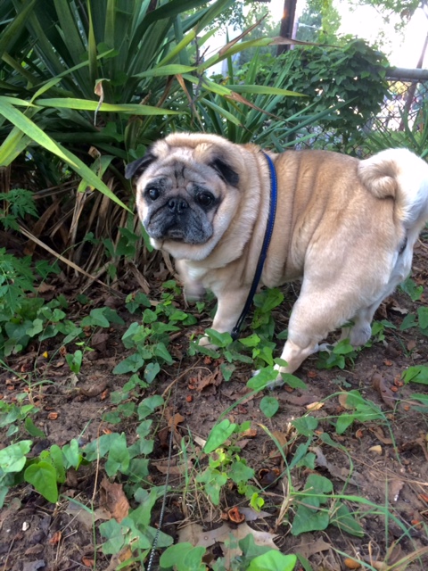 Prestigious Pets Lately. A blog about the best Dog Walking and Pet Sitting in Dallas, TX.  For 2/3/18 –&nbsp;2/4/18