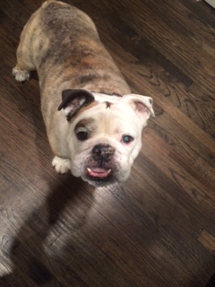 Prestigious Pets Dallas lately. Prestigious Pets Lately blog for the best Dog walking and the best pet sitting in Dallas, TX on&nbsp;2/2/18