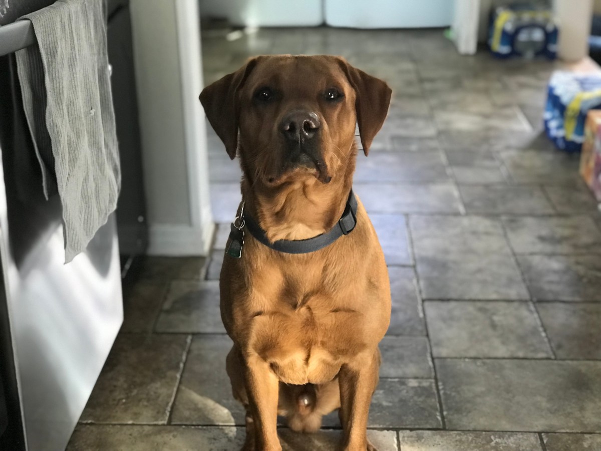 Prestigious Pets Lately Blog.  2/10 and 2/11.  Best Pet Sitter in Dallas.  Best Dog walker in&nbsp;Dallas.