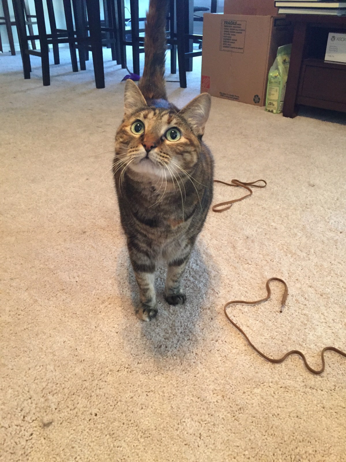 Prestigious Pets Lately for 2.27.18 A blog about the best Dog Walking and Pet Sitting in Dallas,&nbsp;TX.