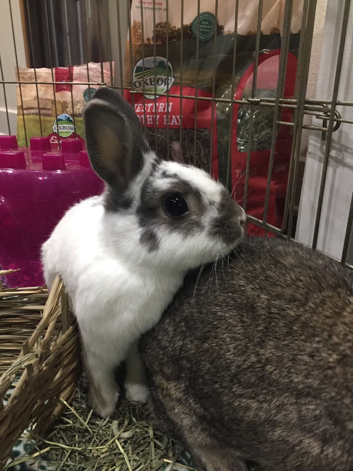 Prestigious Pets Lately.  A blog about the best Dog Walking and Pet Sitting in Dallas, TX.&nbsp;4.14.18