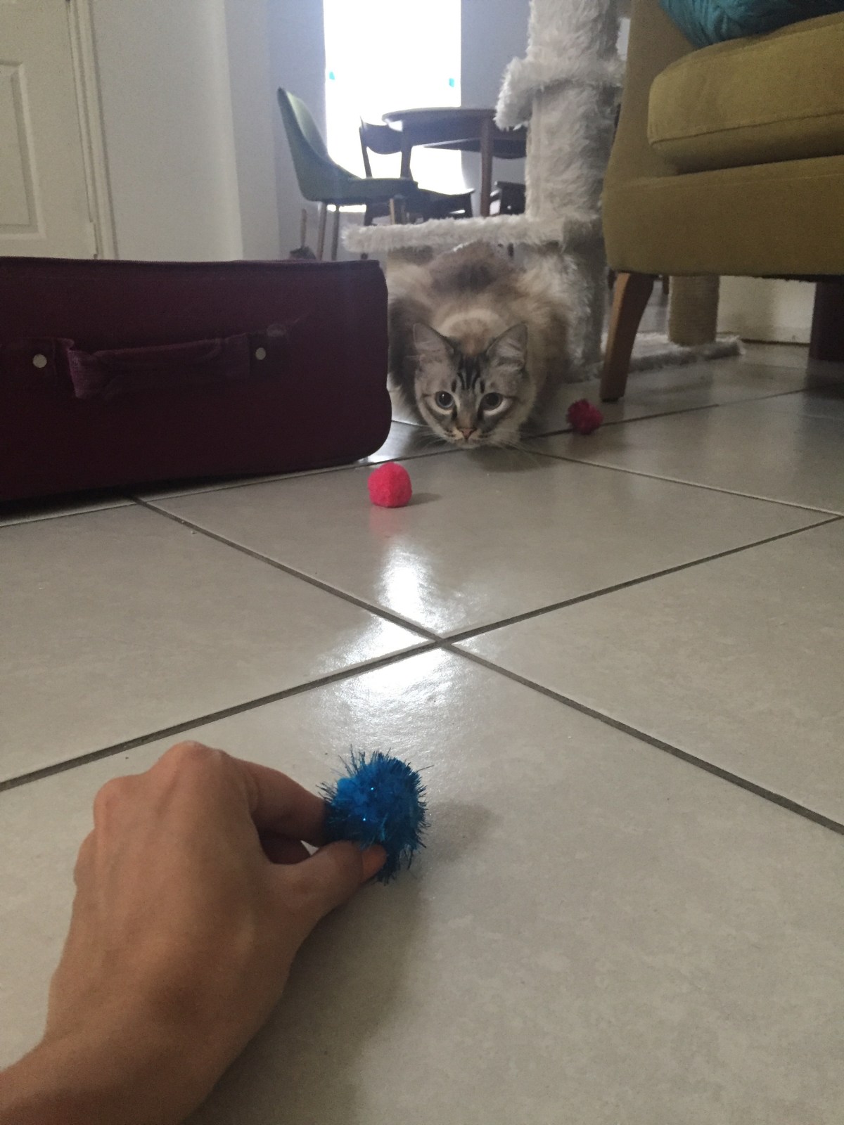 Prestigious Pets Dallas Lately. A blog for 2.22.18 about the best Dog Walkers and Pet Sitters in Dallas,&nbsp;TX.