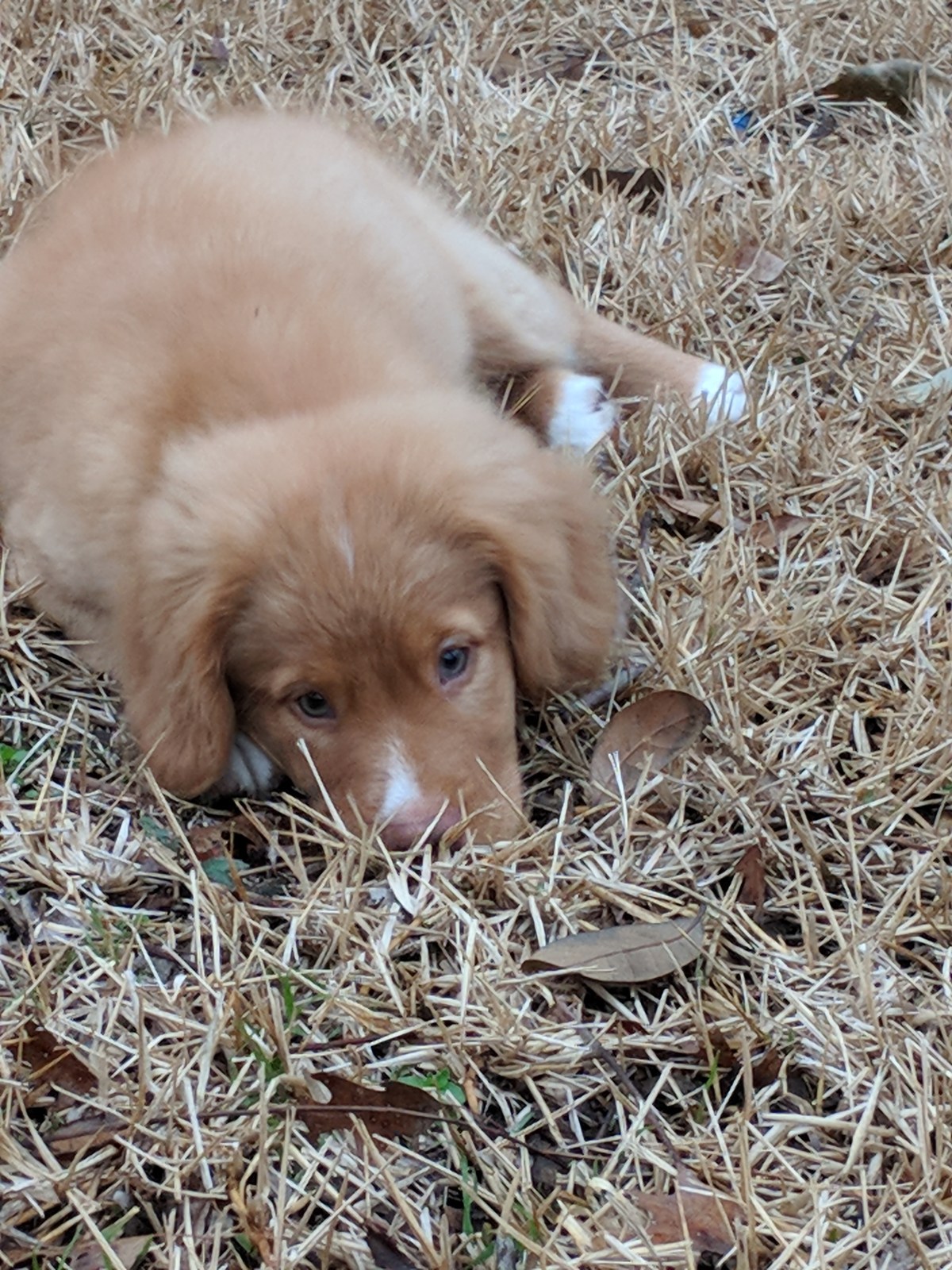 Prestigious Pets Lately for 2/20/18. A blog about the best Dog Walking and Pet Sitting in Dallas,&nbsp;TX.