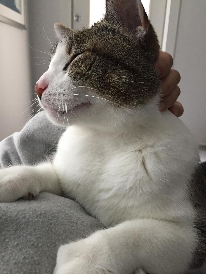 Prestigious Pets Lately for 2.28.18.  A blog about the best Dog Walking and Pet Sitting in Dallas, TX. www.prestigiouspetsdallas.com prestigiouspetsdallas@yahoo.com and 214 912&nbsp;7799