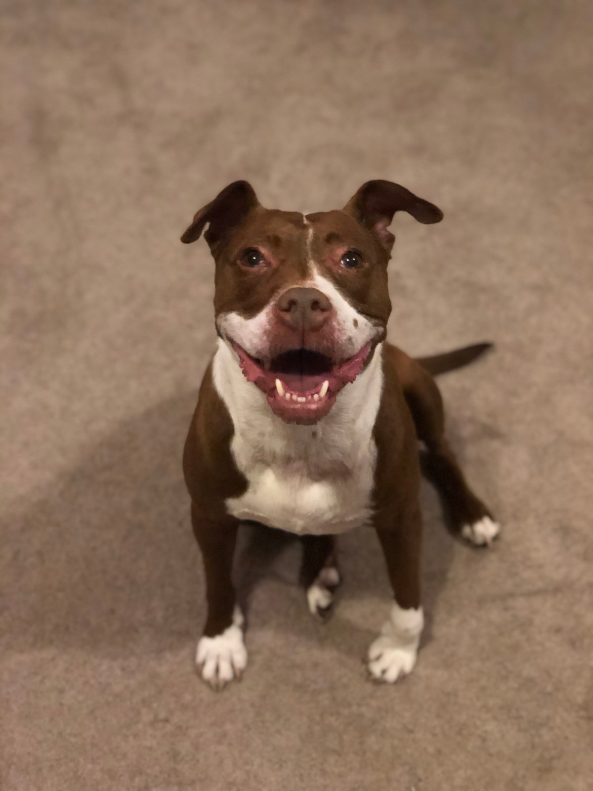 Prestigious Pets Lately. A blog about the Best Dog Walking and Best Pet Sitting in Dallas, TX.  February 16, 2018   www.prestigiouspetsdallas.com prestigiouspetsdallas@yahoo.com or 214 912&nbsp;7799