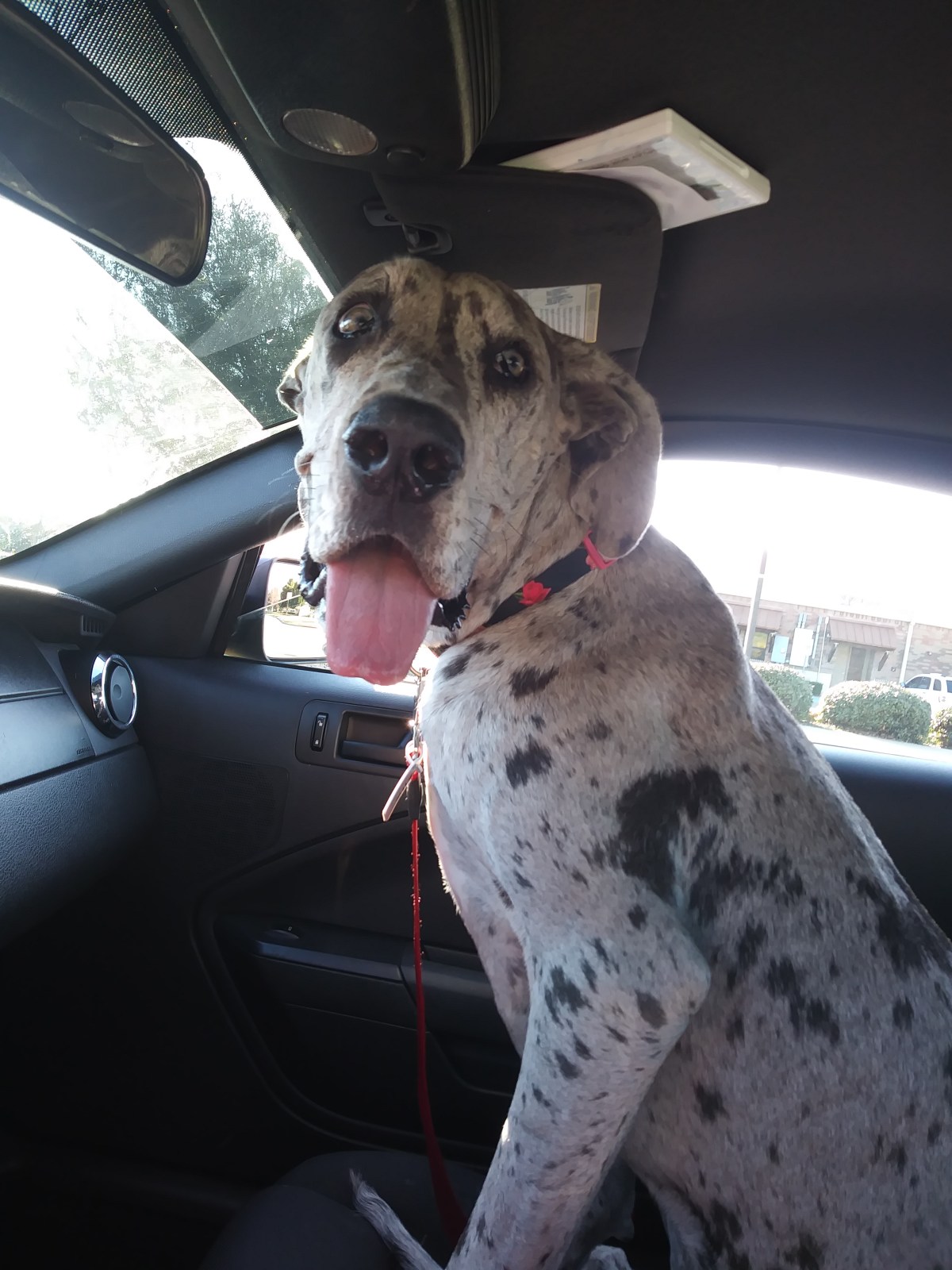 Prestigious Pets Dallas Lately for 3.13.18  Dallas’s Best dog walker and best pet&nbsp;sitter.