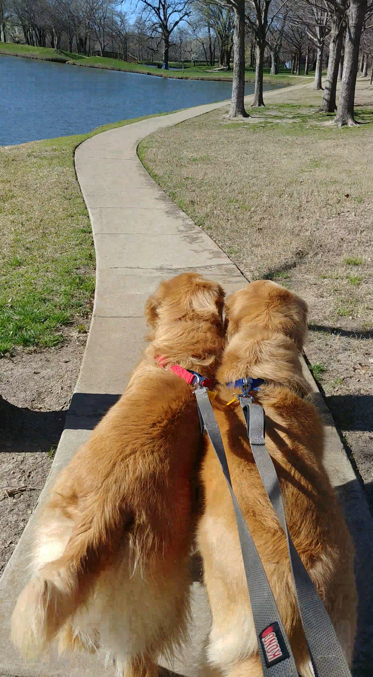 Prestigious Pets Dallas Lately blog for 4/6/18.  Prestigious Pets Best Dog walker and Pet sitter in&nbsp;Dallas.