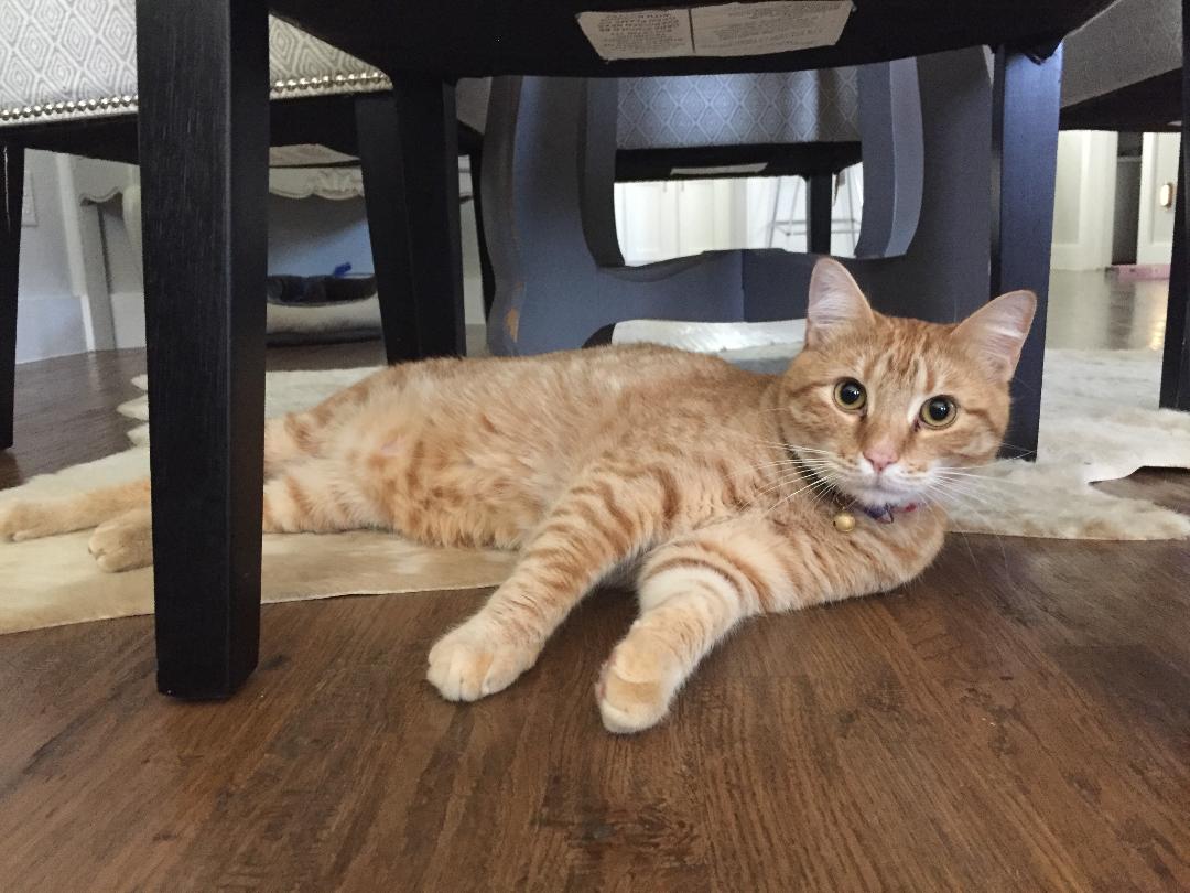 Prestigious Pets Lately. A blog about the best Dog Walking and Pet Sitting in Dallas, TX.&nbsp;3.28.18