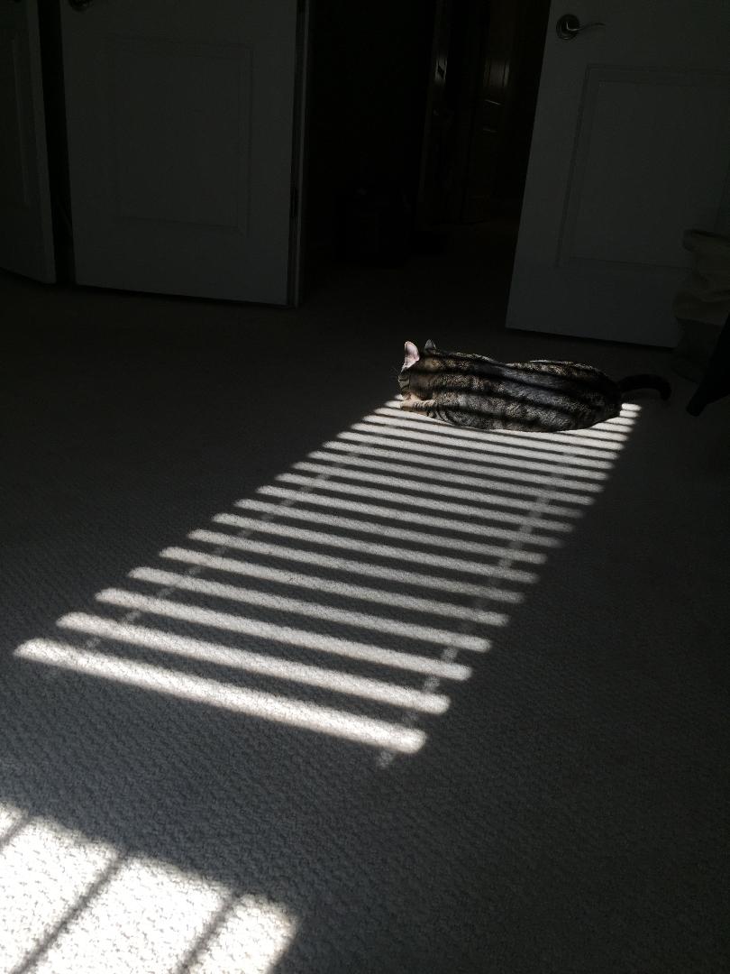 Prestigious Pets Lately for 4.3.18 A blog about the best Dog Walking and Pet Sitting in Dallas,&nbsp;TX.