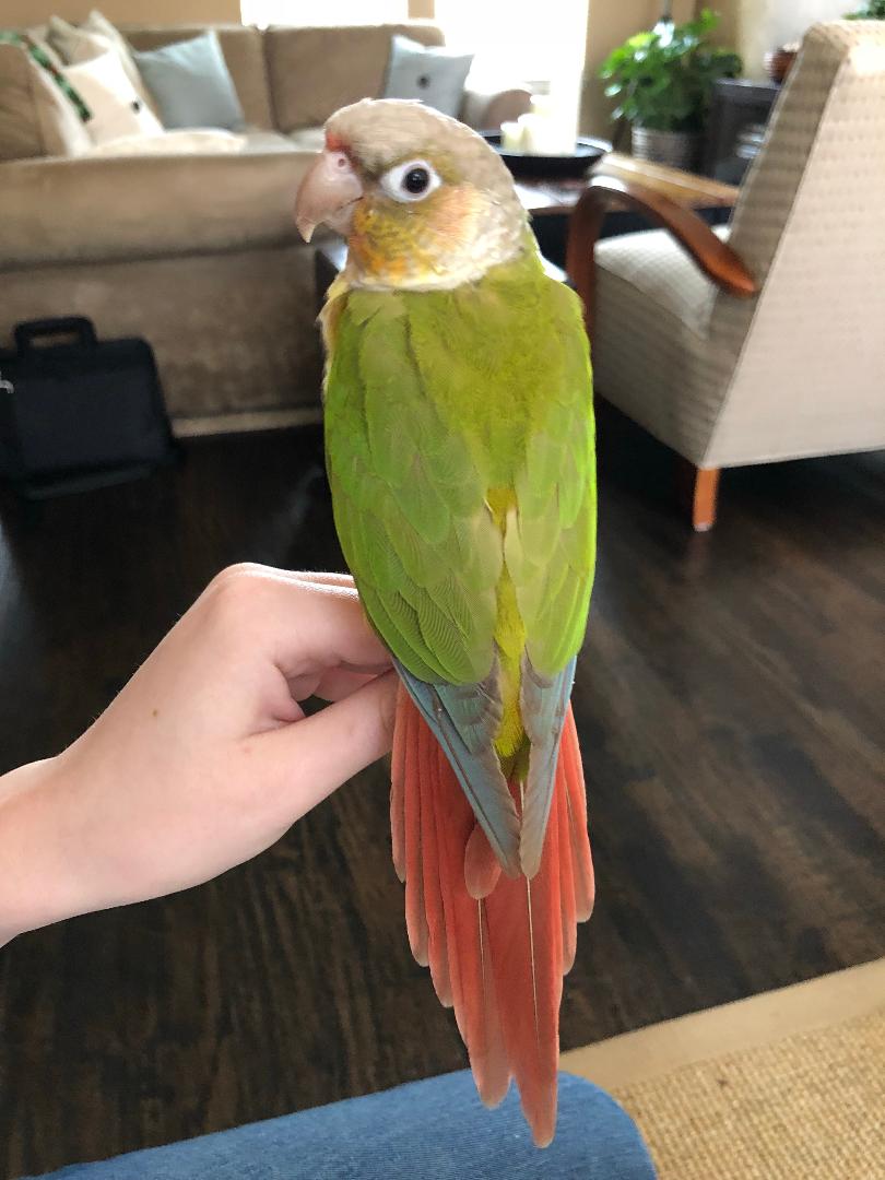 Prestigious Pets Lately Dallas 6.15.18 The Best Dog walking and Pet Sitting in&nbsp;Dallas.