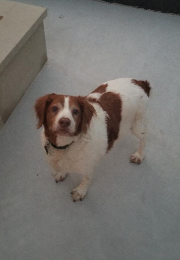 The best Dog walker and pet sitter in Dallas, Tx.  Prestigious Pets Lately blog in Dallas,&nbsp;TX