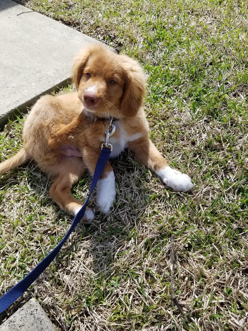 Prestigious Pets Lately Dallas.  The Blog for the Best dog walking and Best pet sitting in Dallas, TX.&nbsp;6.13.18