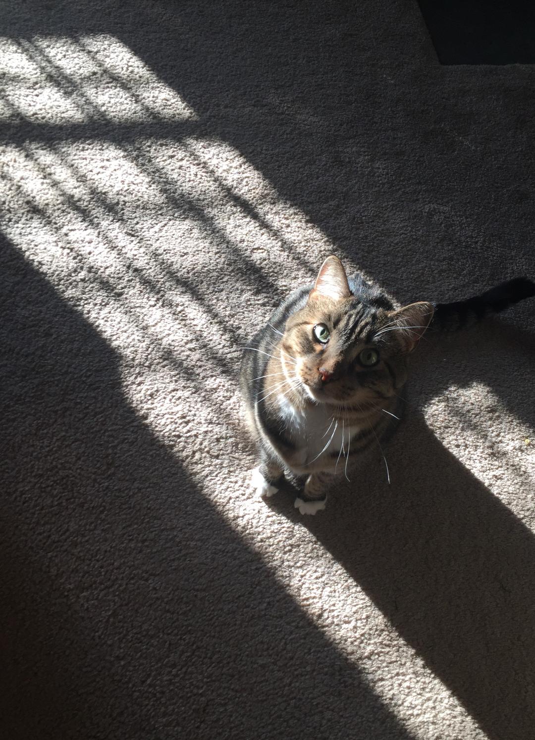 Prestigious Pets Dallas Lately for 6.14.18.  The best Pets Sitting and Dog walking in Dallas, Texas.  Entry for&nbsp;6.14.18