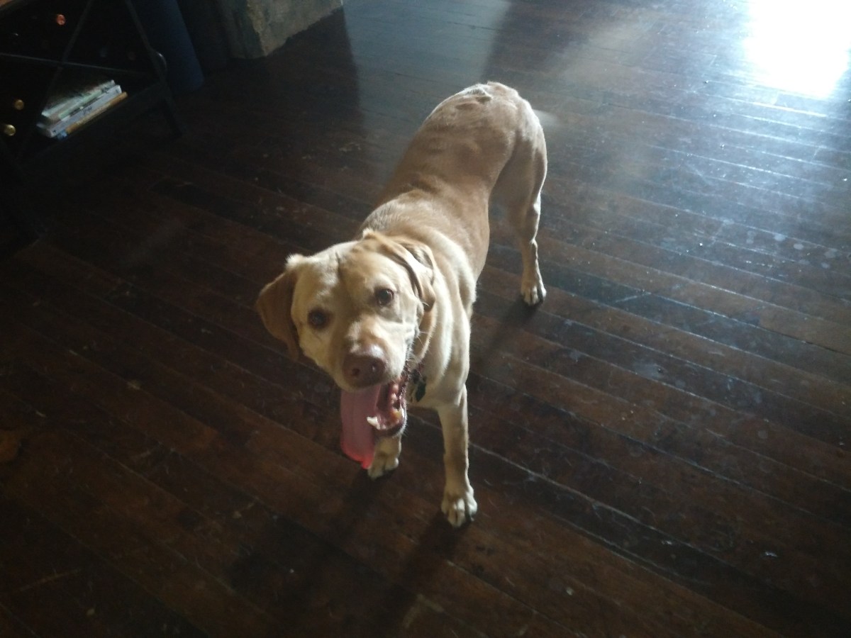 Prestigious Pets Lately in Dallas,&nbsp;TX.