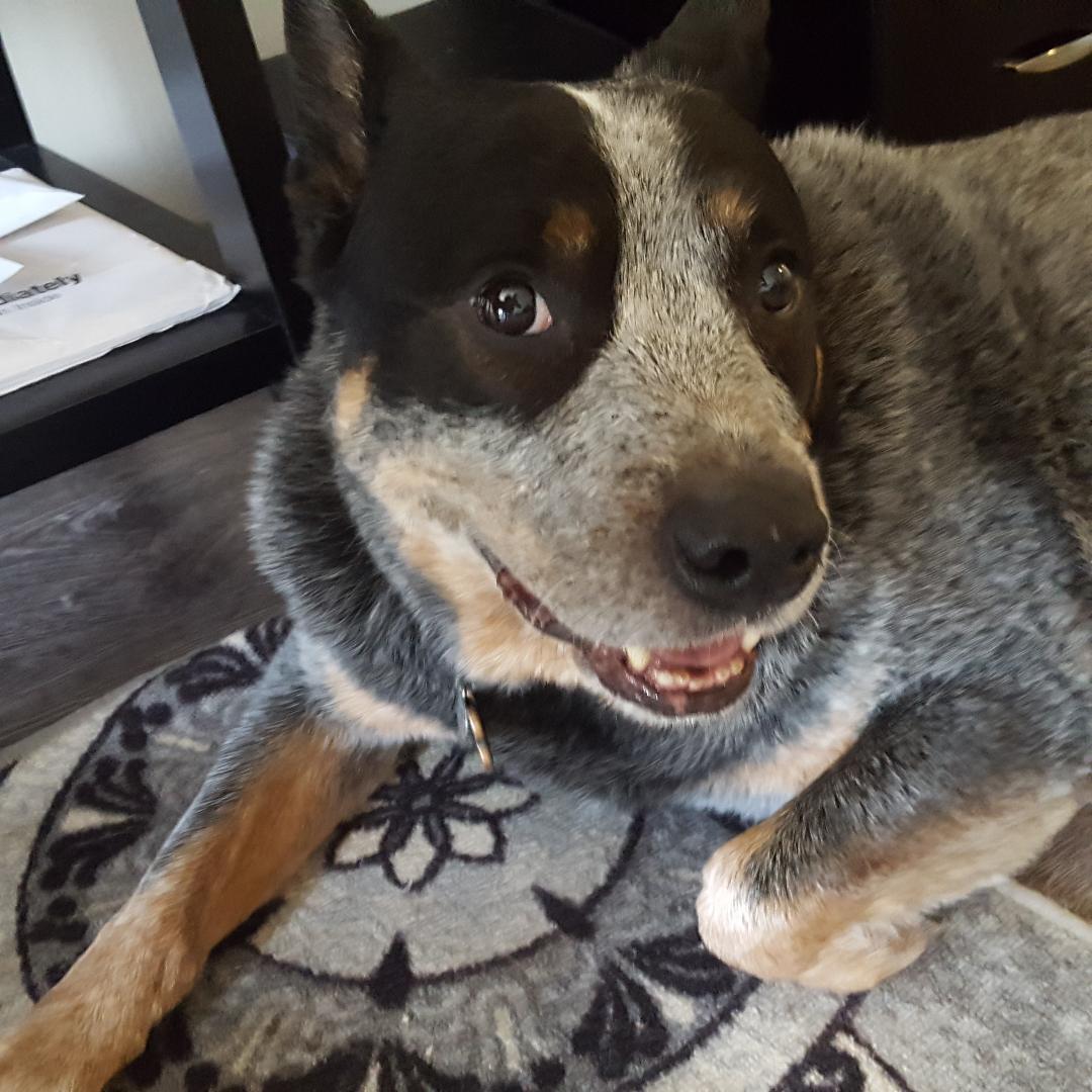 Prestigious Pets Lately Dallas,&nbsp;TX