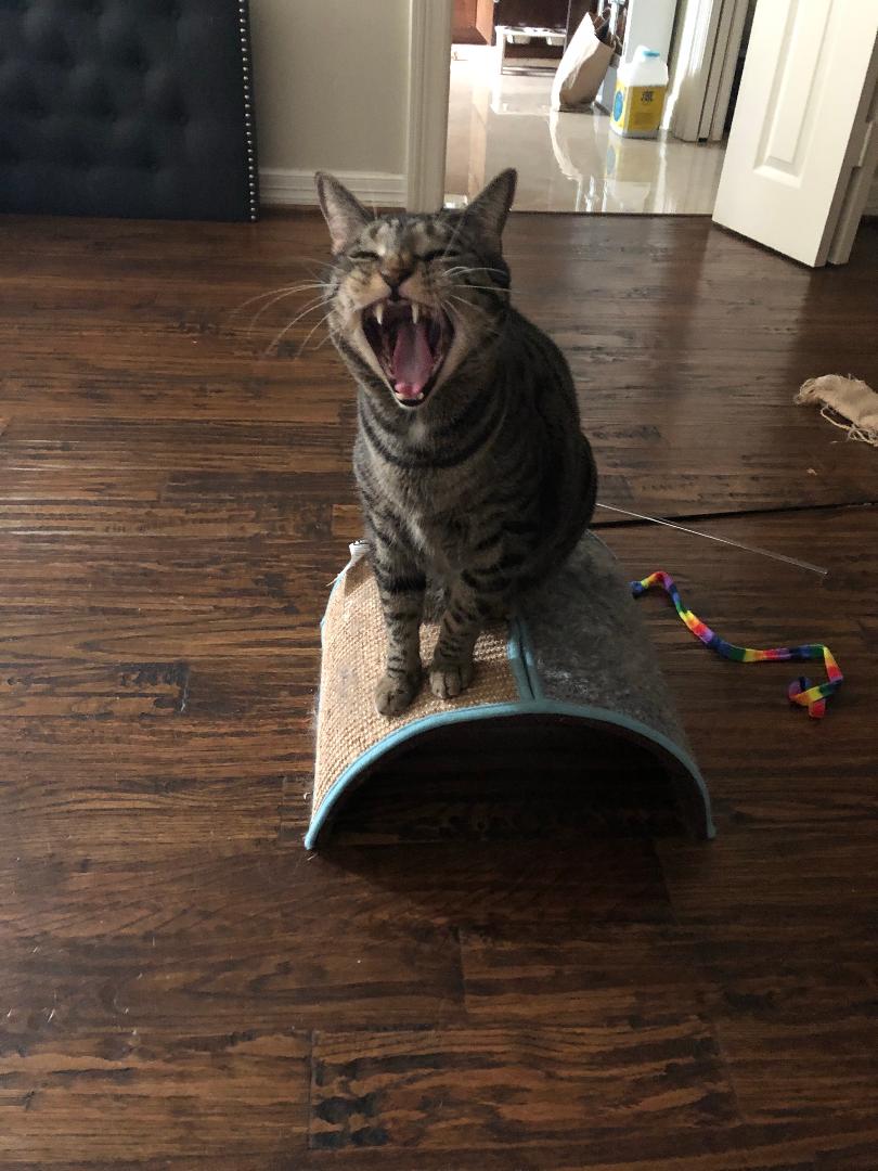 Prestigious Pets Lately in Dallas,&nbsp;TX