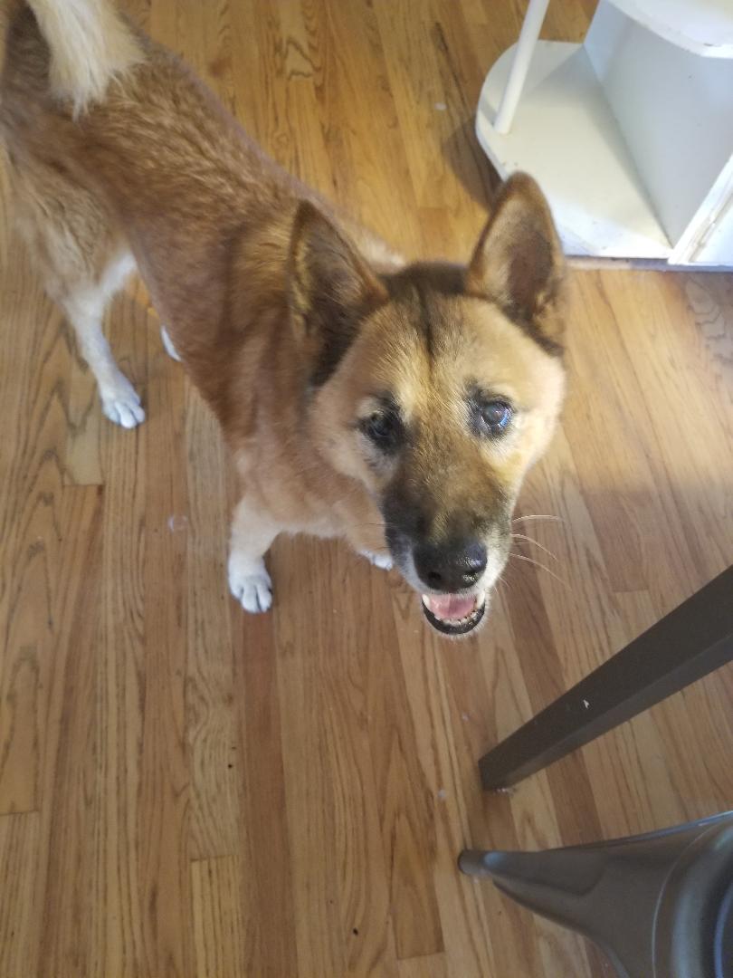 Dallas Best.  Prestigious Pets Dallas Lately&nbsp;blog.