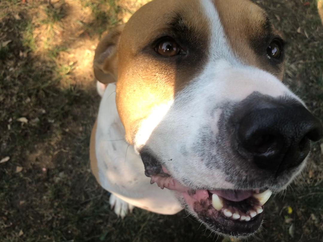 Prestigious Pets Lately Dallas,&nbsp;TX