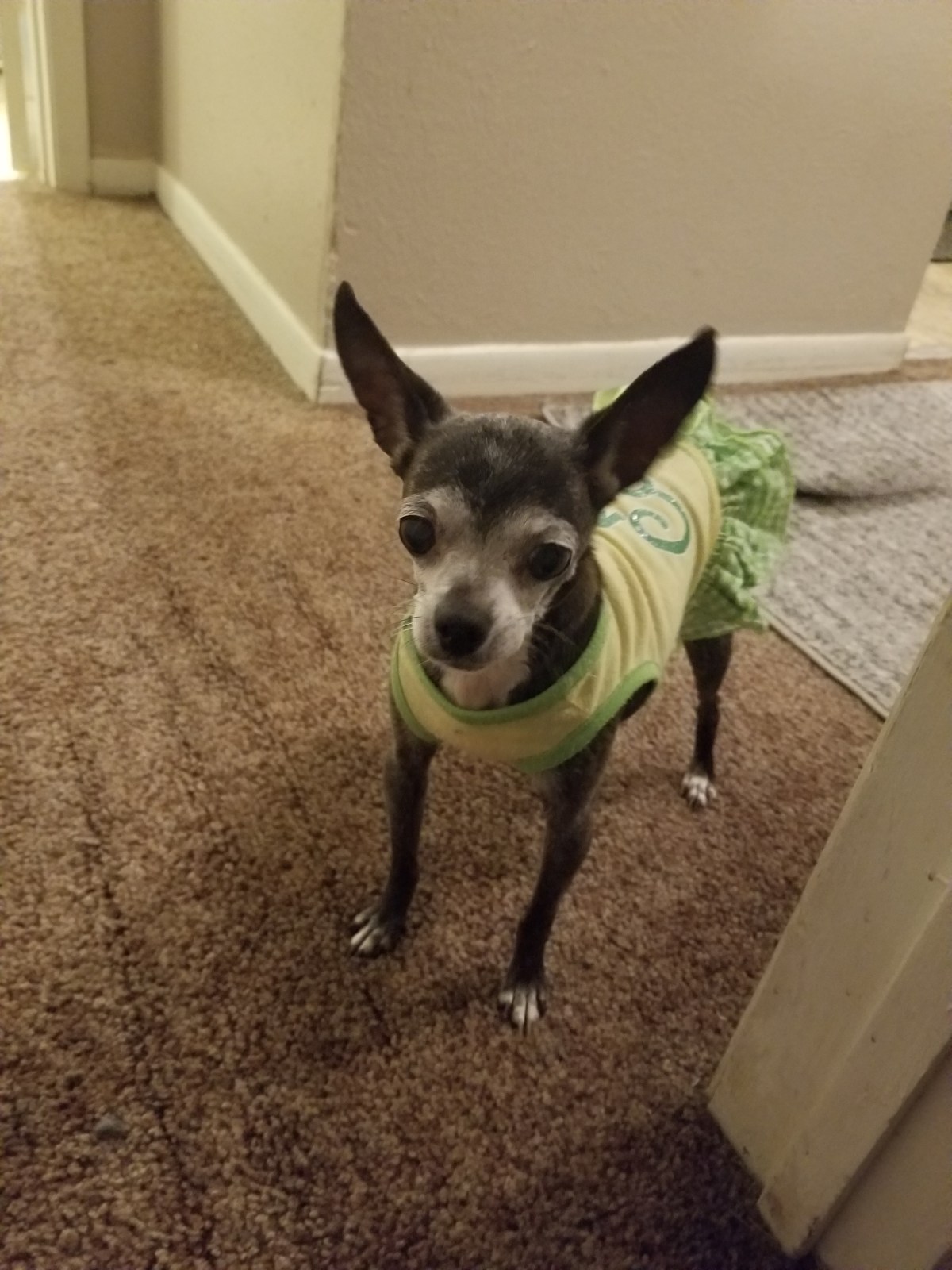 Prestigious Pets Dallas&nbsp;Lately