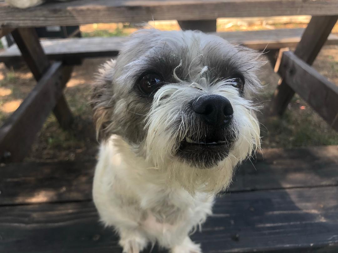 Prestigious Pets Lately.  Dallas Texas dog walking services and pet&nbsp;sitting.