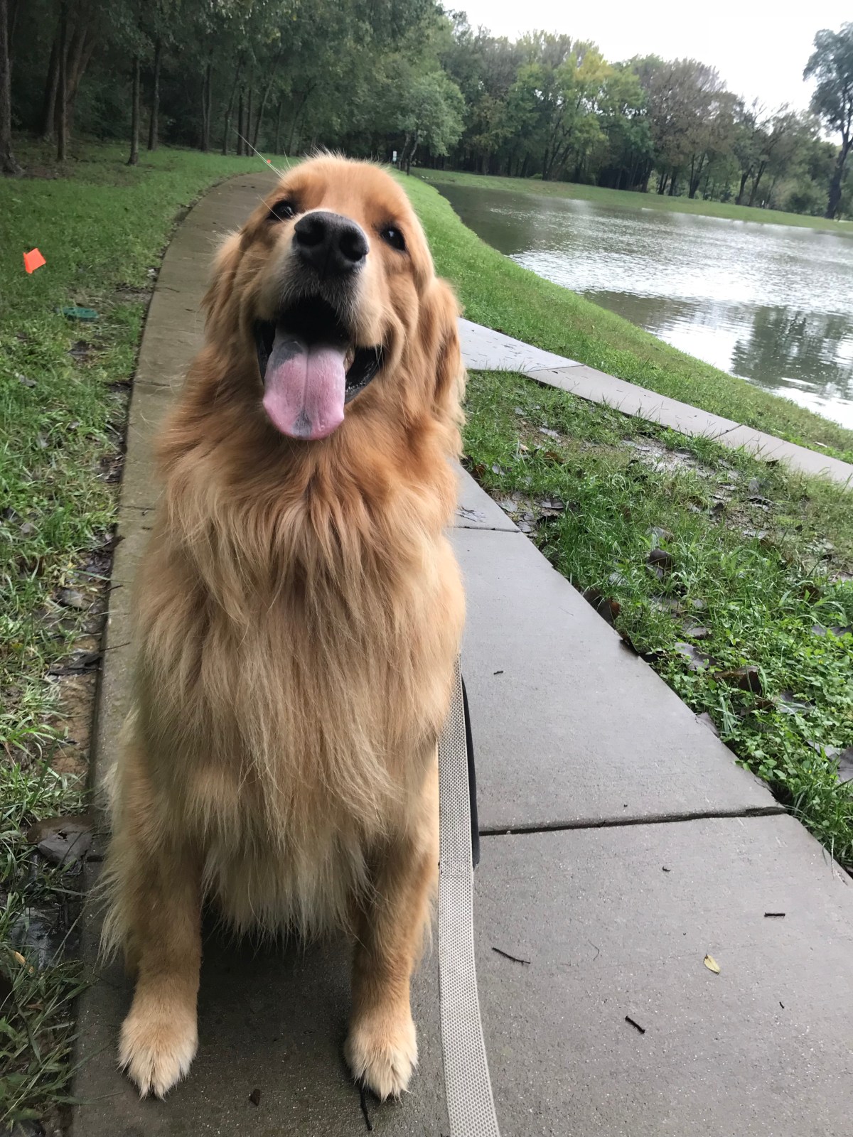 Prestigious Pets Dallas Lately.  Dog walking services in Uptown, Lakewood, and&nbsp;more.