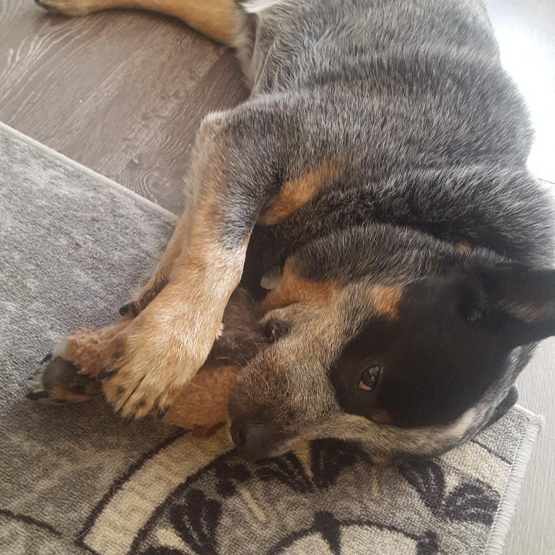 Prestigious Pets Lately Blog in Dallas, TX for Lakewood, Uptown, Park Cities, and all over!&nbsp;11/30/18